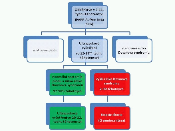 Schéma screeningu v I. trimestru